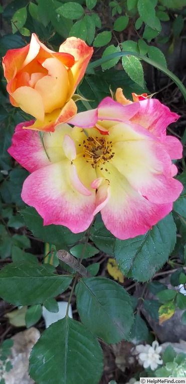 'Summer of Love ® (floribunda, Kordes 2017)' rose photo
