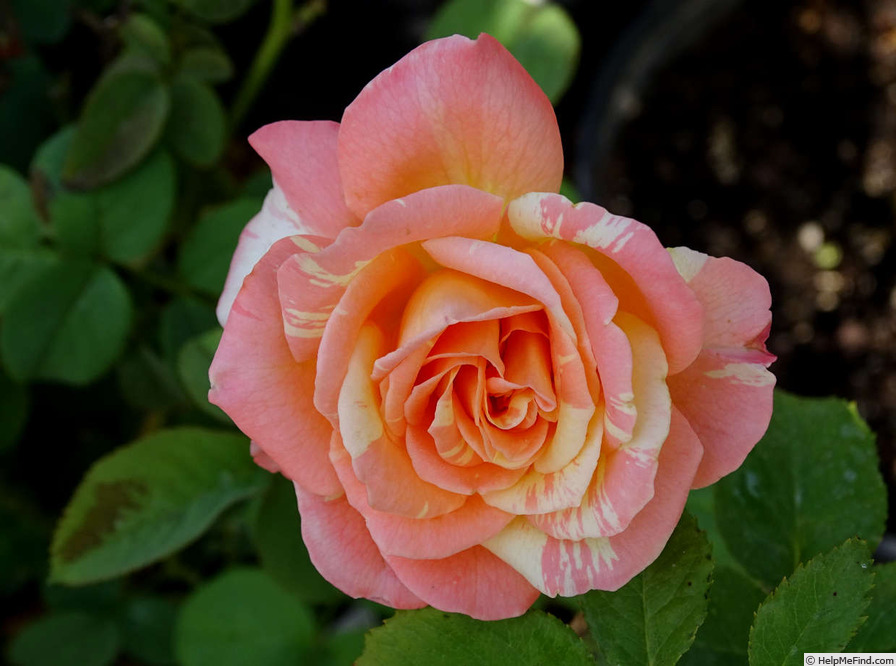 'Rainbow Niagara' rose photo