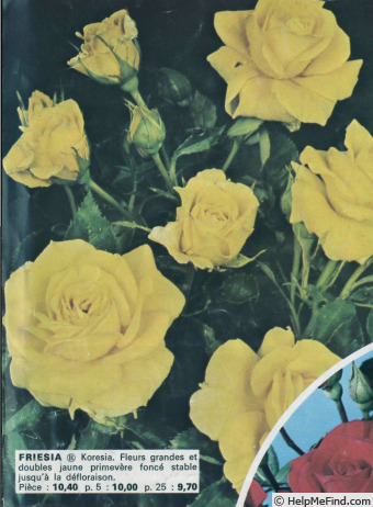 'Friesia (floribunda, Kordes 1973)' rose photo