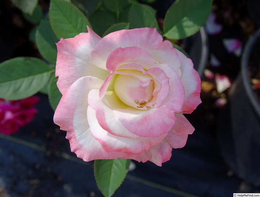 'Secret ™' rose photo