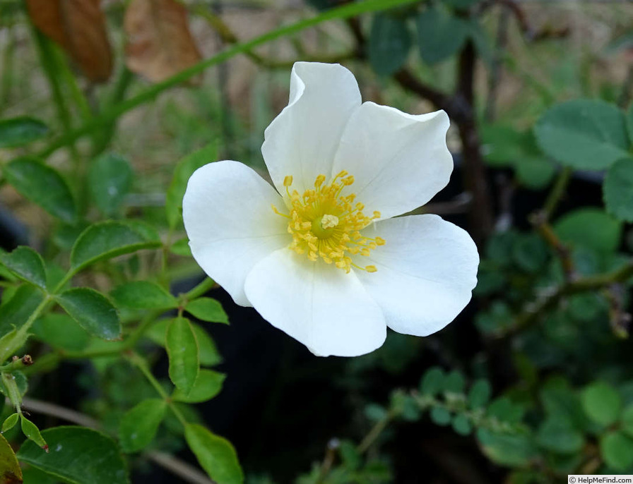 'Starry Night ™' rose photo