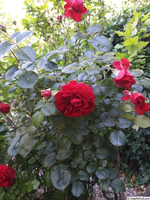 'Scarlet Bonica ®' rose photo