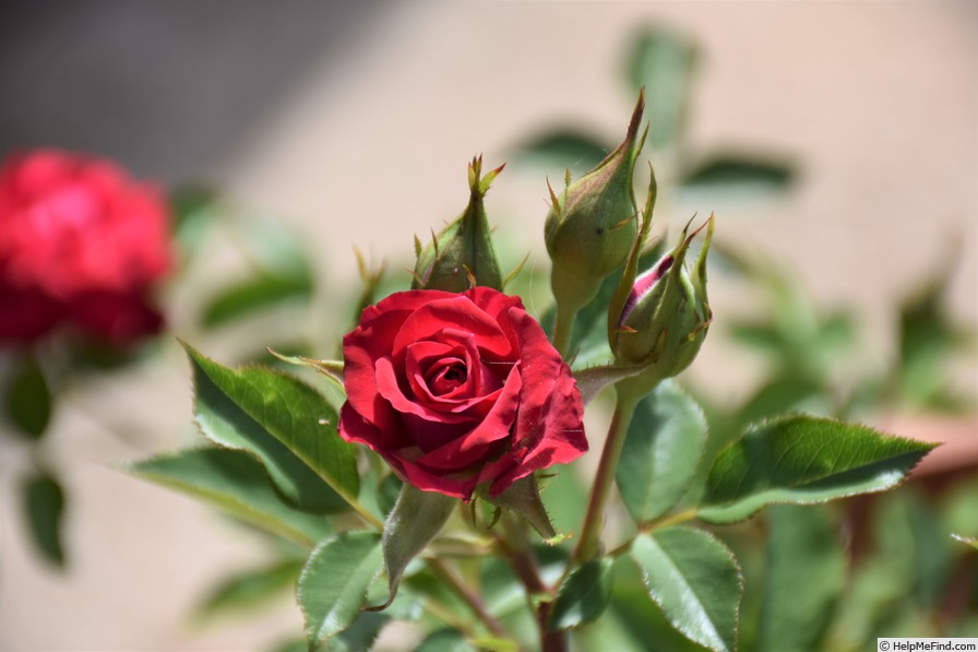 'Red Gem' rose photo