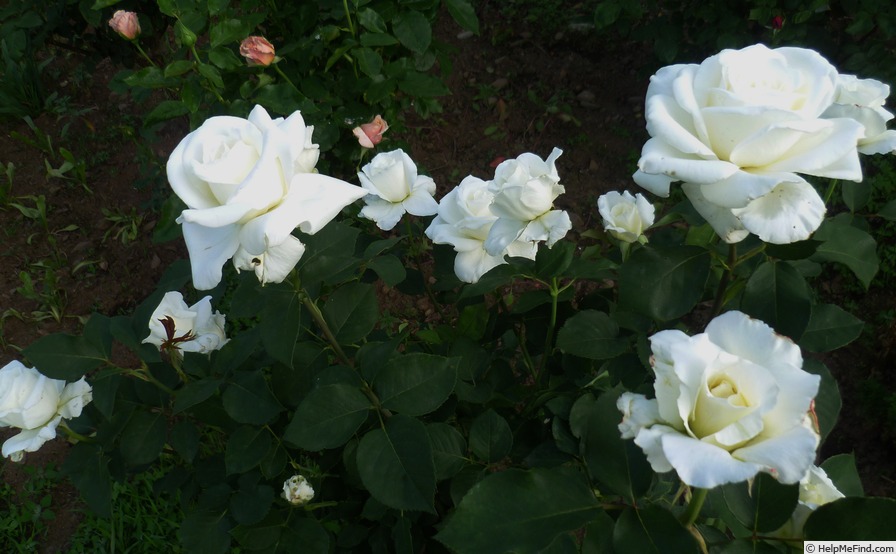 'Elina ®' rose photo