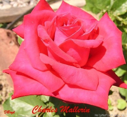 'Charles Mallerin (Hybrid Tea, Meilland, before 1947)' rose photo