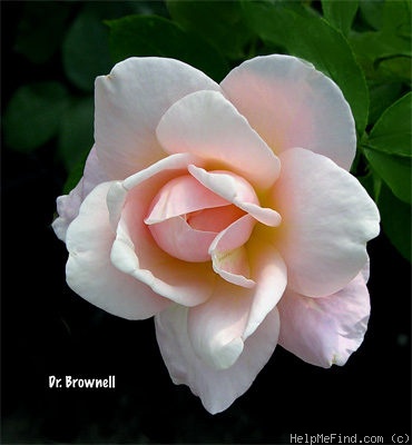 'Dr. Brownell' rose photo