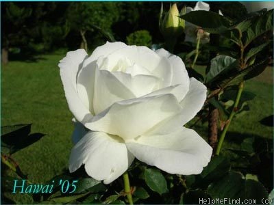 'Cosmos ® (hybrid tea, Combe/Meilland, 1994)' rose photo
