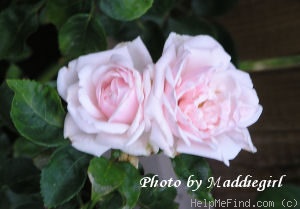 'Sea Foam (shrub, Schwartz 1963)' rose photo
