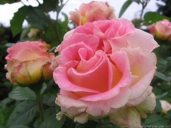 'César ® (climber, Meilland, 1993)' rose photo