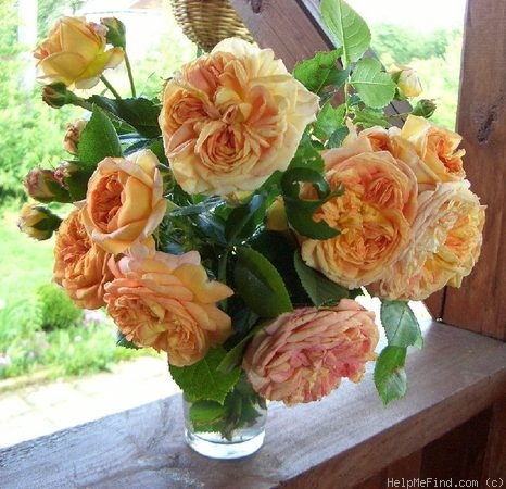 'Alchimiste' rose photo