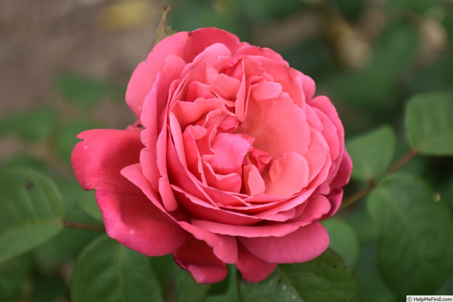 'Elbflorenz (hybrid tea, Meilland, 2005)' rose photo