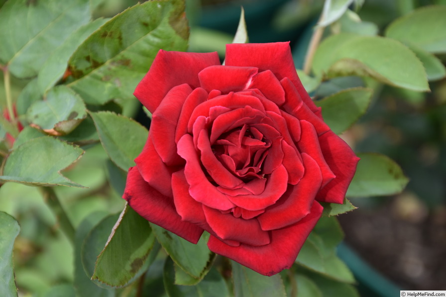 'Chrysler Imperial (Hybrid Tea, Lammerts, 1952)' rose photo