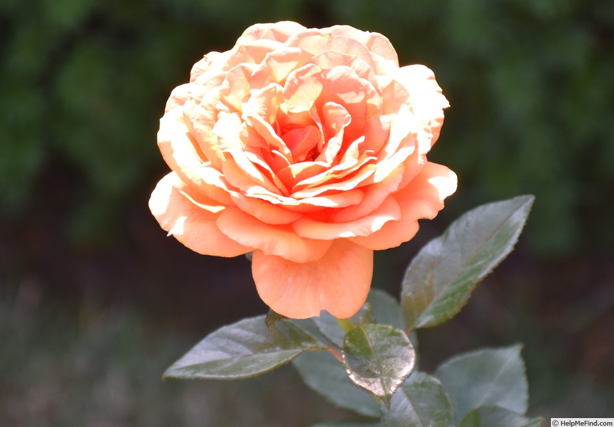 'Ashram ® (hybrid tea, Evers/Tantau, 1998)' rose photo