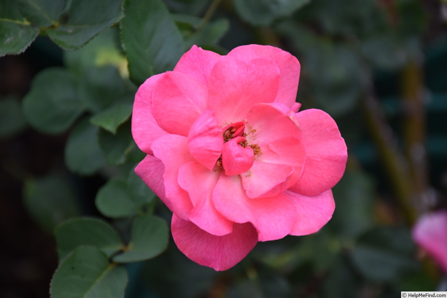 'Tom Tom' rose photo