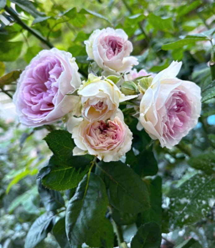 'Blue Moon Stone' rose photo