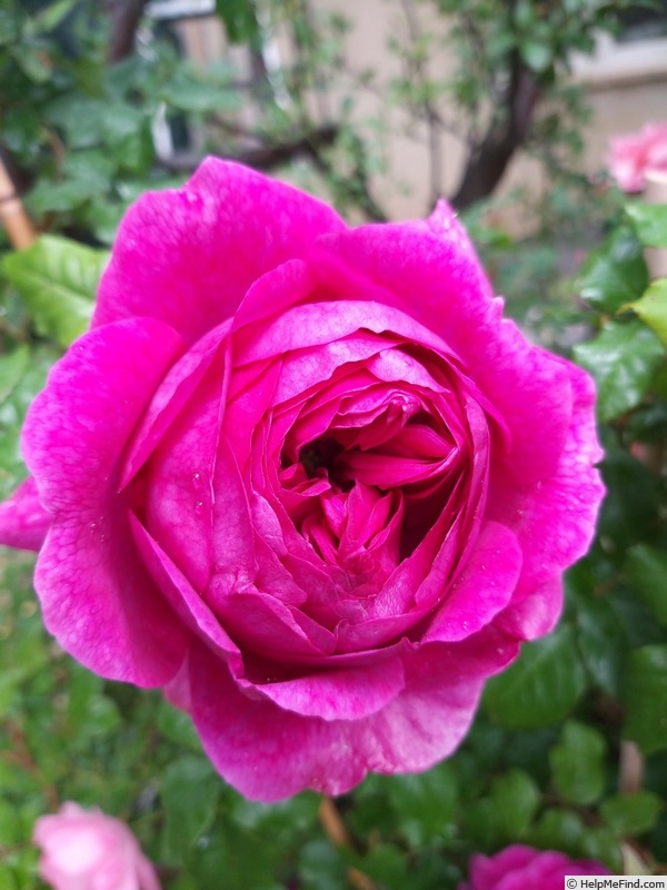 'Young Lycidas' rose photo