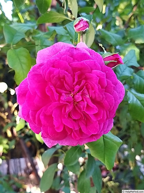 'Young Lycidas' rose photo