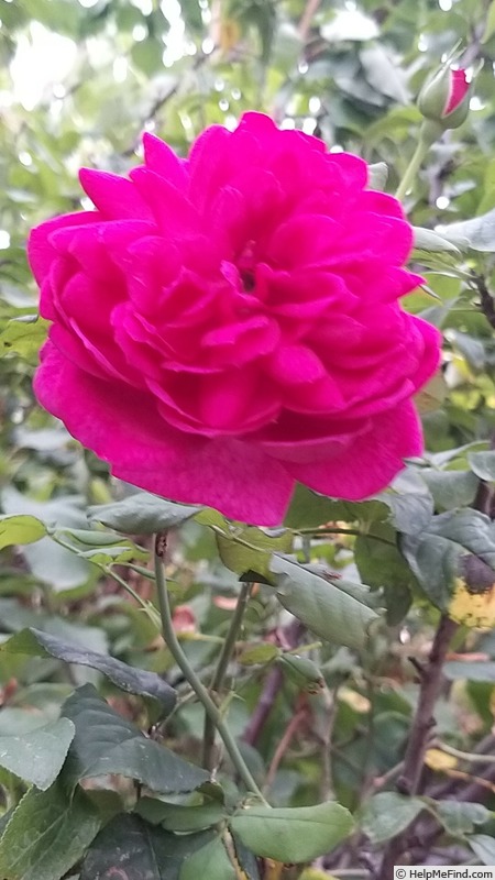 'Young Lycidas' rose photo