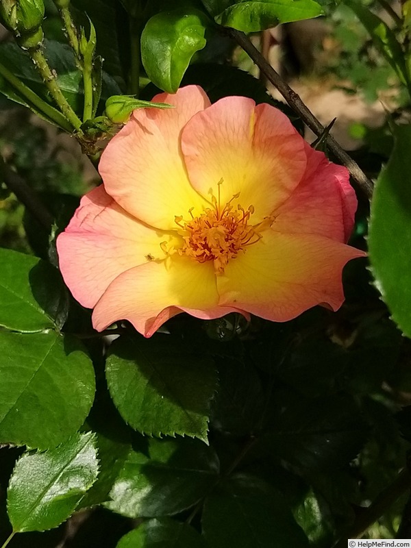 'Yann Arthus-Bertrand ®' rose photo