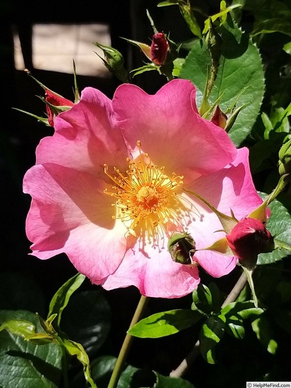 'Yann Arthus-Bertrand ®' rose photo