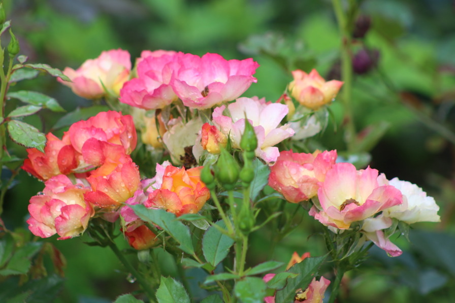 'Summer of Love ® (floribunda, Kordes 2017)' rose photo