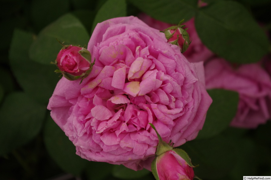 'Comte de Chambord - in commerce (possibly 'Mme Boll')' rose photo
