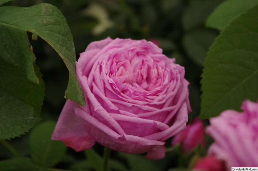 'Comte de Chambord - in commerce (possibly 'Mme Boll')' rose photo