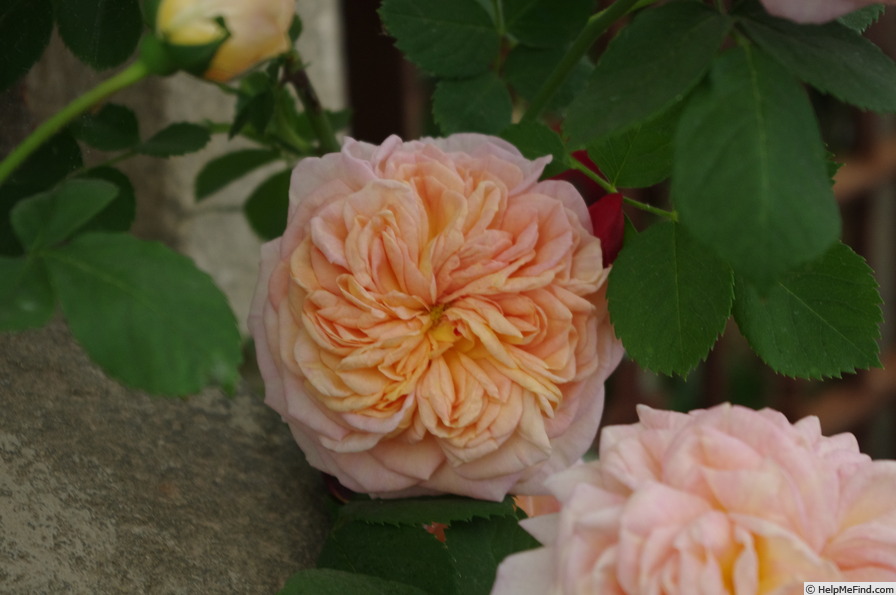'Alchymist' rose photo