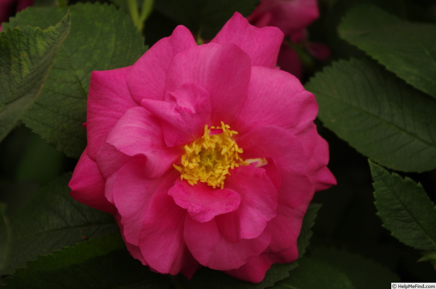 'Wild Edric' rose photo