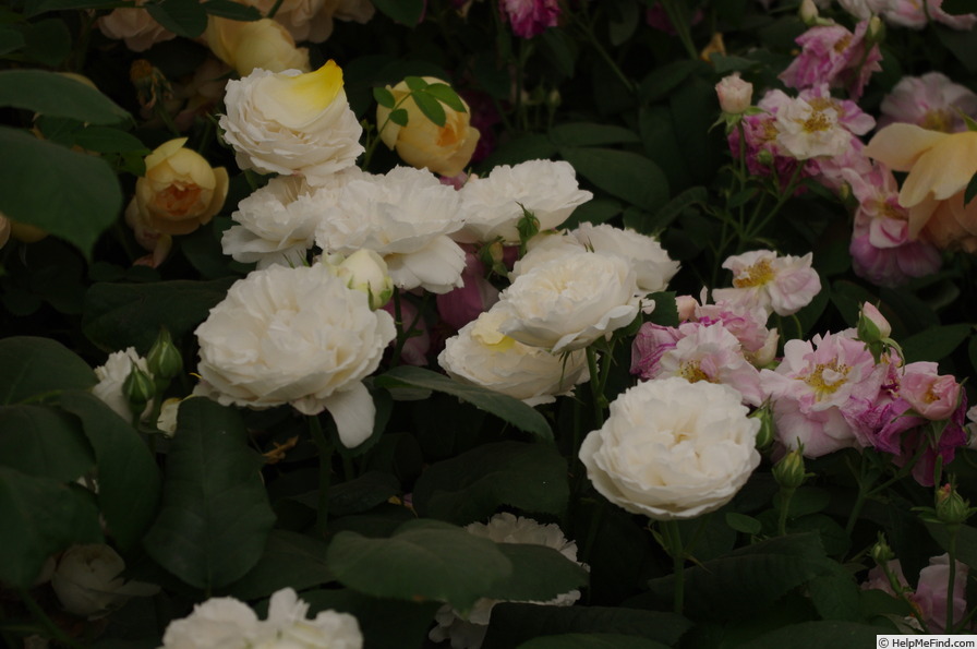 'Winchester Cathedral ®' rose photo