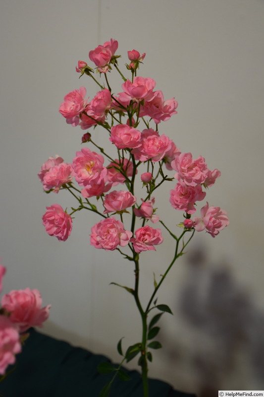 'The Fairy' rose photo