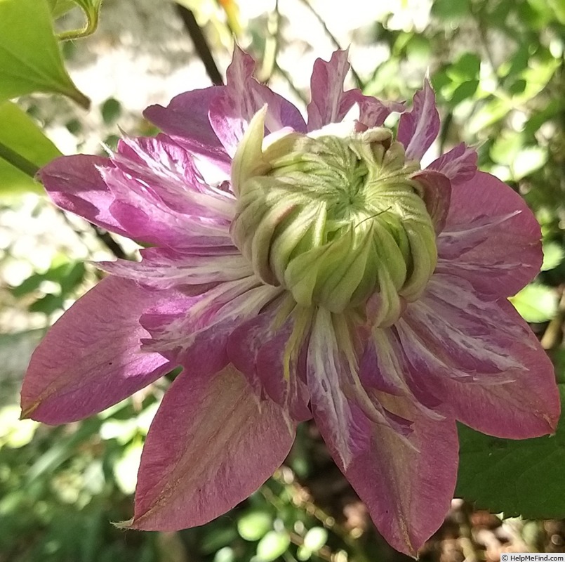 'Kaiser' clematis photo