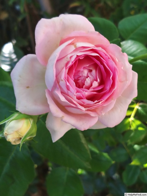 'Ragazza ®' rose photo