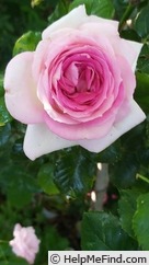 'Ragazza ®' rose photo