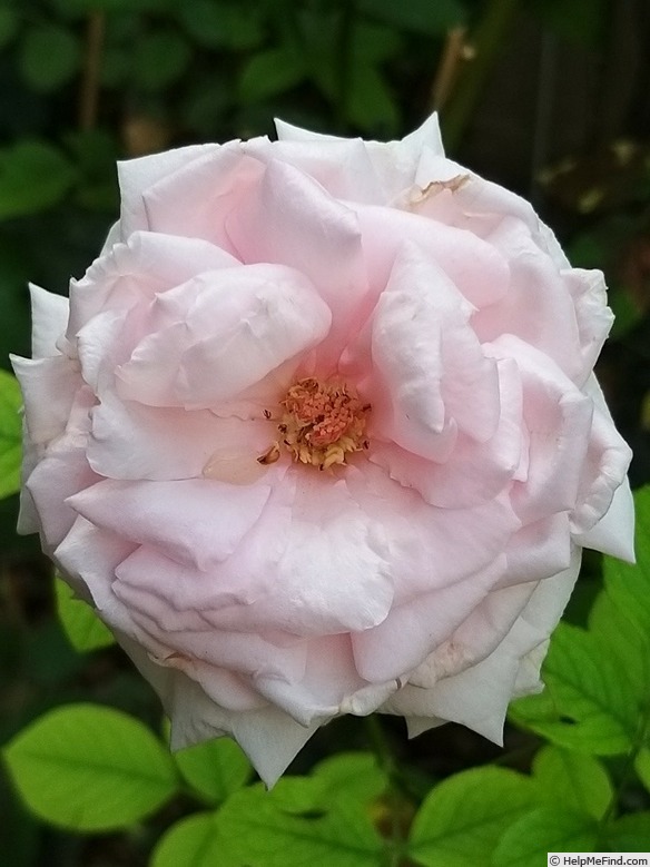 'La France' rose photo