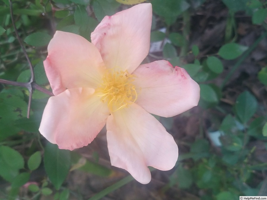 'Mutabilis (china, Unknown, before 1894)' rose photo