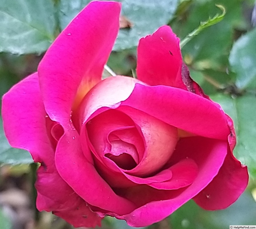 'Joli coeur ®  (hybrid tea, Simon before 2018)' rose photo