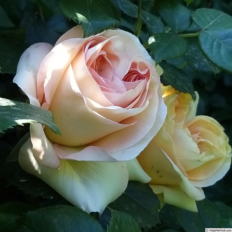 'Eureka ® (Hybrid Tea, Meilland 2012)' rose photo