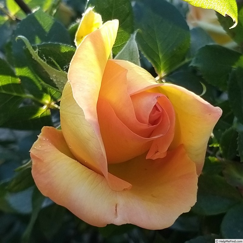'Eureka ® (Hybrid Tea, Meilland 2012)' rose photo