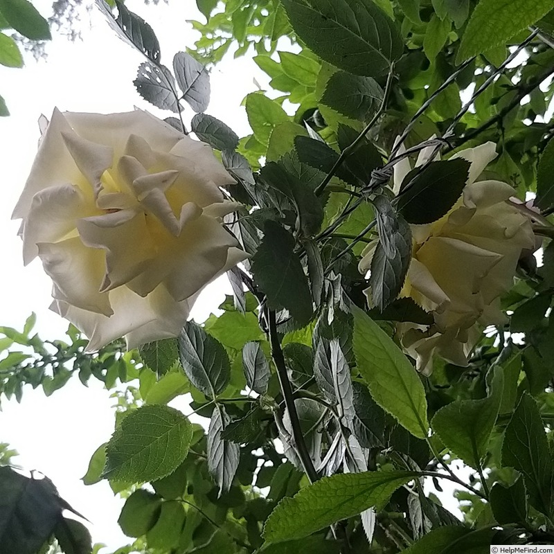 'Anastasia® (hybrid tea, Adam before 2011)' rose photo