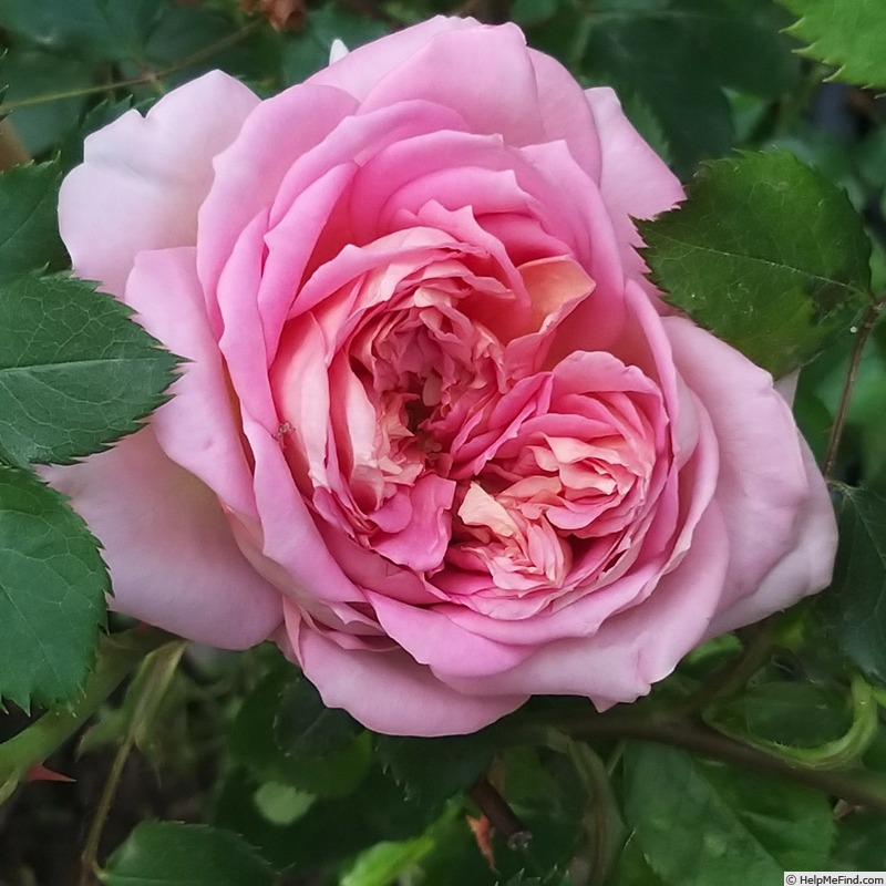 'Jubilee Celebration (shrub, Austin 2002)' rose photo
