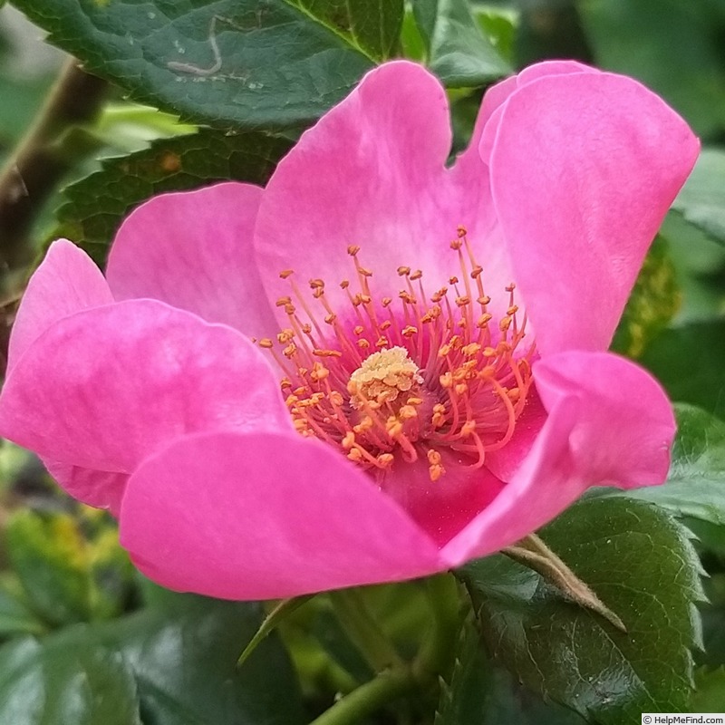 'Peace and Love ® (hybrid hulthemia, Warner, 2006)' rose photo