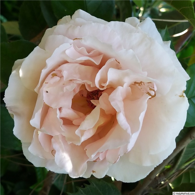 'André le Nôtre ®' rose photo