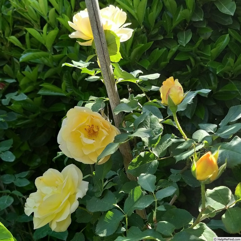 'Bordure d'Or®' rose photo