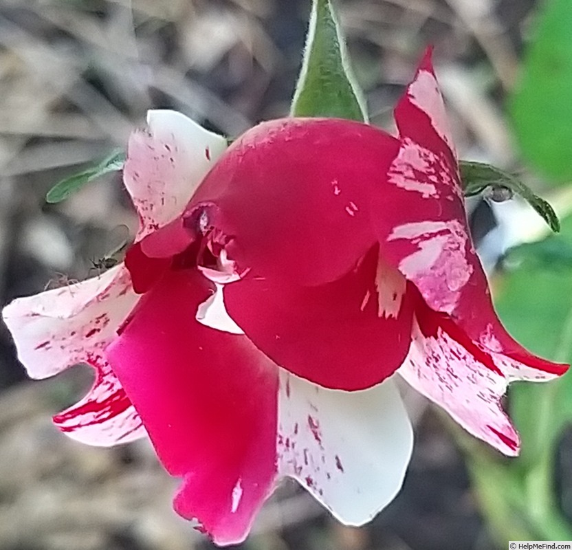'Hanabi' rose photo