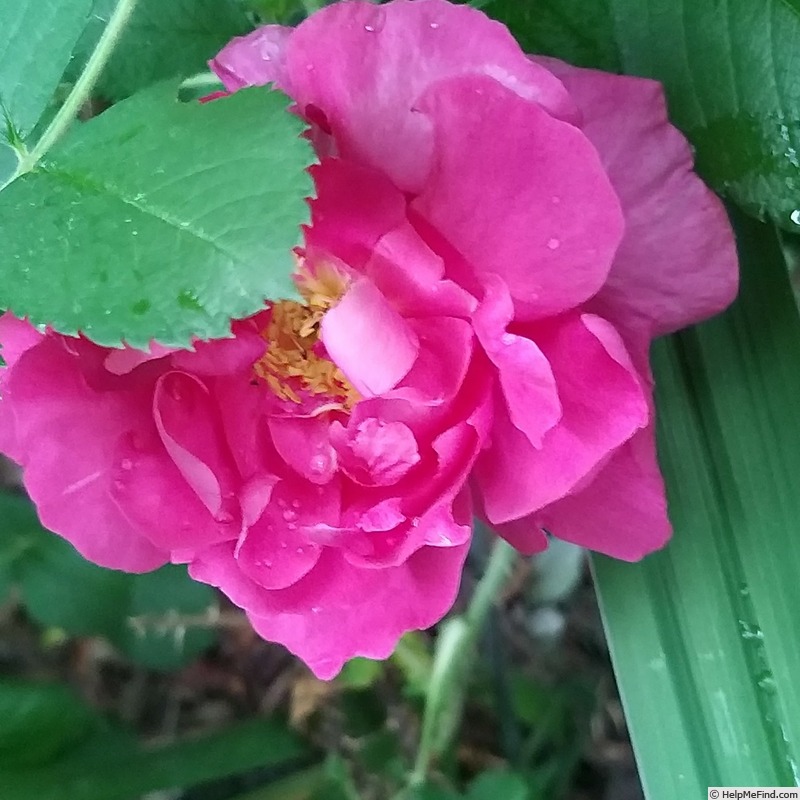 'Wild Edric' rose photo