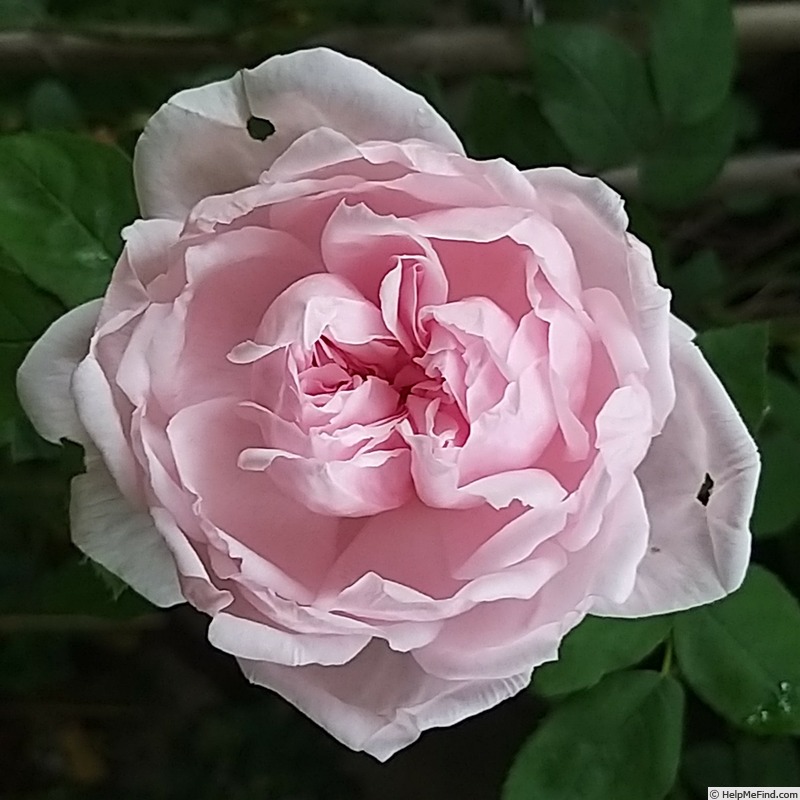 'Barbara Austin' rose photo