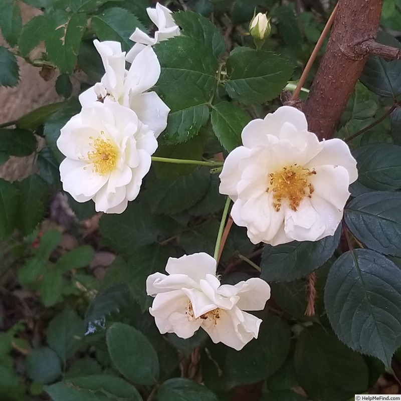 'Moonlight (hybrid musk, Pemberton 1913)' rose photo