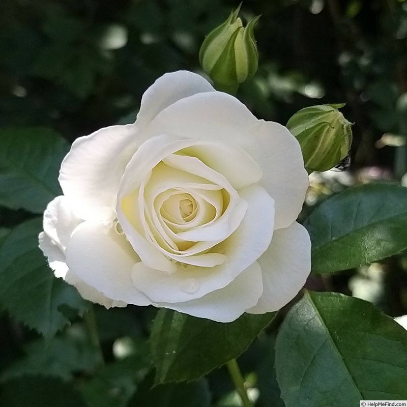 'Schneeküsschen ® (miniature, Kordes 2005/16)' rose photo