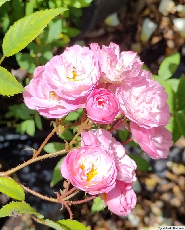 'Heavenly Pink ® (Hybrid Musk, Lens 1997)' rose photo